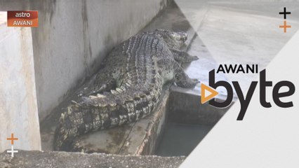 #AWANIbyte: 1,000 ekor buaya terkumpul di Kota Tinggi, Johor