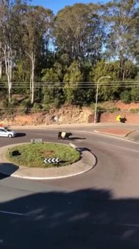 Cow roams free in Batemans Bay