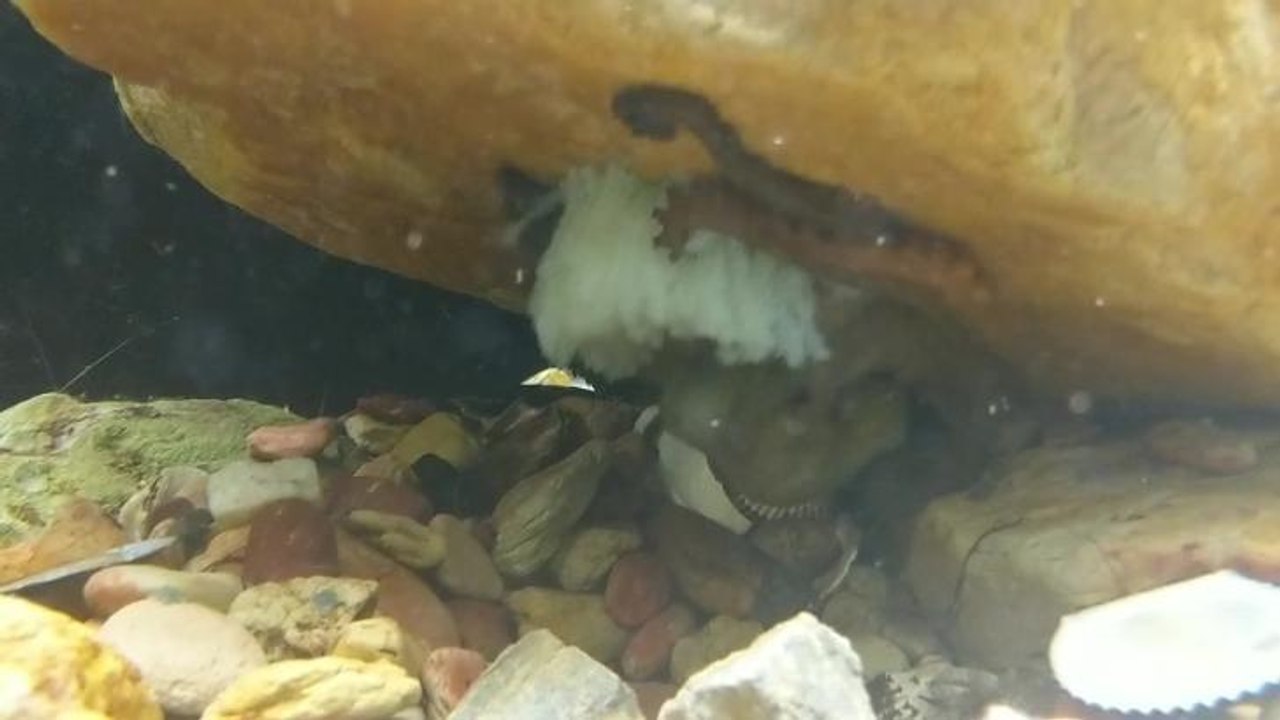 Magnet Octopus eggs
