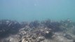 Oyster reefs provide great habitat for juvenile fish. Video by Francisco Martinez Baena