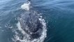 Humpback whales at Merimbula Credit Merimbula Marina