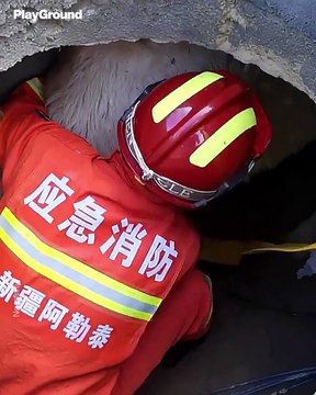 Bomberos rescatan a un camello atorado en un pozo