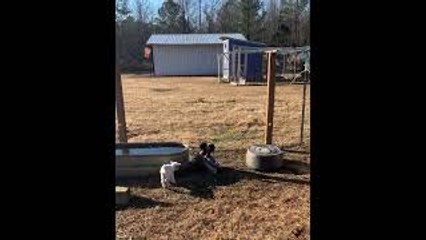 Baby Goat Watches Ducks Duke It Out