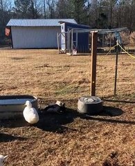 Baby Goat Watches Ducks Duke it Out