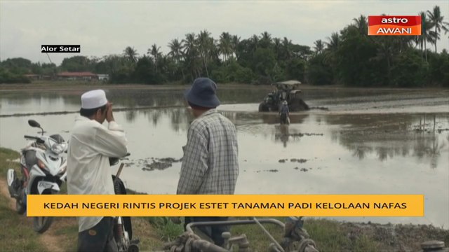 Kedah negeri perintis projek estet tanaman padi kelolaan NAFAS