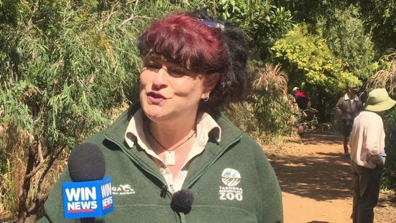 zookeeper interview bongo