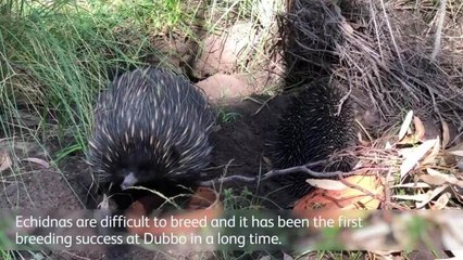 DAILY LIBERAL _ Echidna puggle social media video