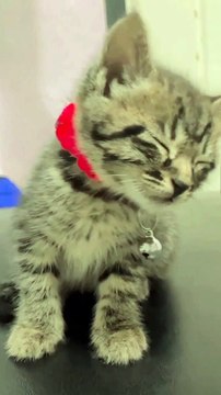 Kitten Dozes Off While Sitting Upright