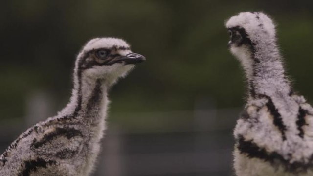 SYMBIO Curlew Chicks trying to make new friends Video Filmed & Edited by Kevin Fallon | Symbio Wildlife Park