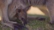 Wallaby and Kangaroo Joeys - Record Breaking Baby Boom video filmed and edited by Kevin Fallon  @Symbio Wildlife Park Facebook