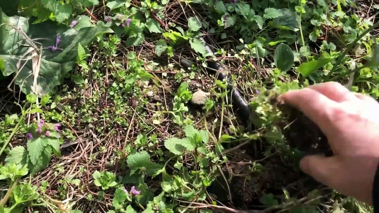 Yılan Otu Yılan Yastığı Nedir Nasıl Kullanılır Arum maculatum