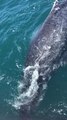 ILLAWARRA MERCURY Dolphin Watch Cruises whale watching video at Jervis Bay
