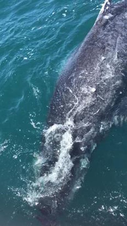ILLAWARRA MERCURY Dolphin Watch Cruises whale w...
