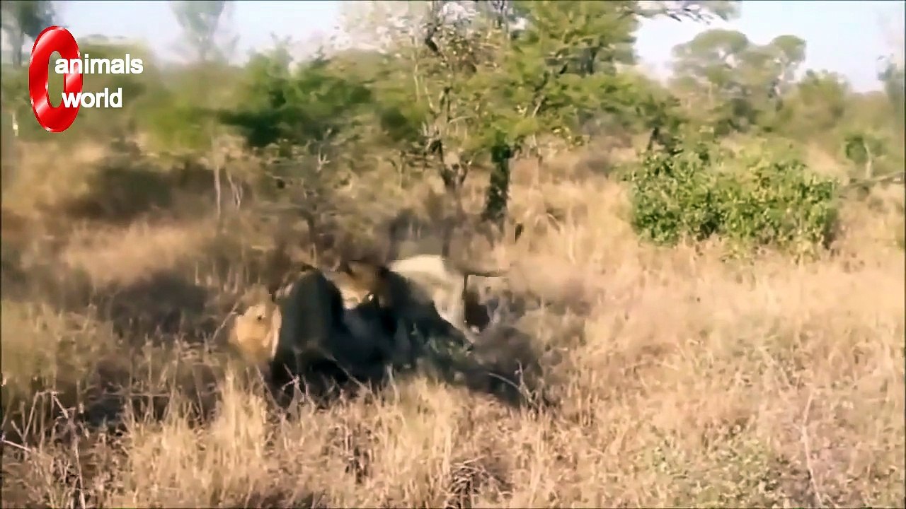 Wildlife_ Two Lions Fight to See Who's King