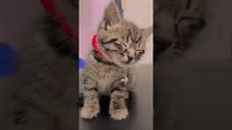 Kitten Dozes Off While Sitting Upright
