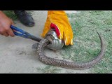 Stuck Snake Saved From Tin Ball Entanglement