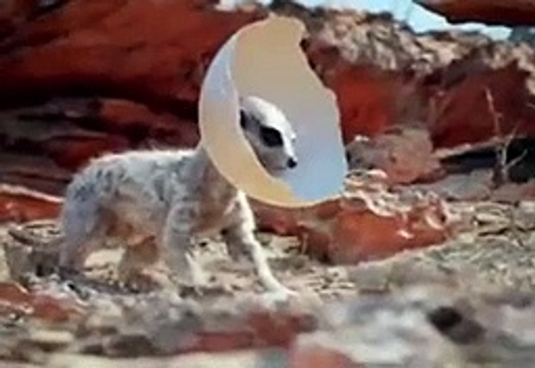 Animaux vs bord funny hhhh