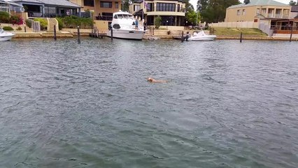 Braandi swims with the estuary dolphins