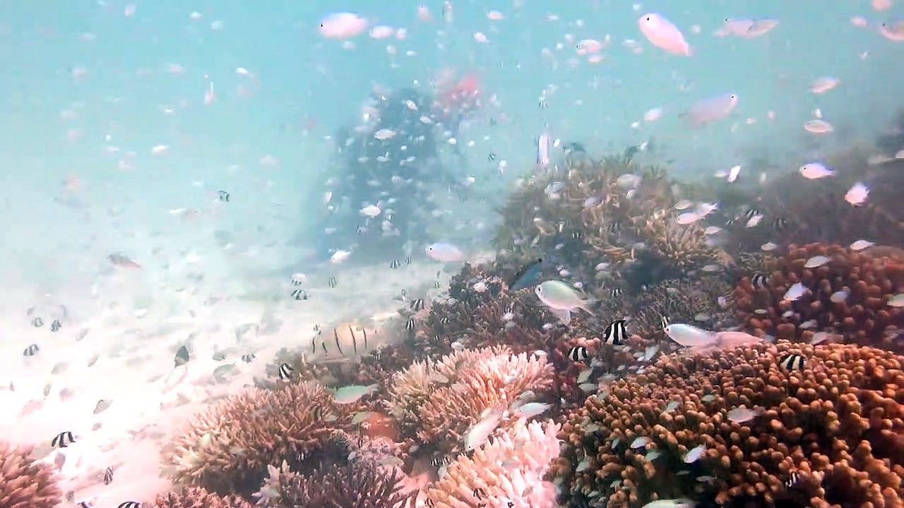 UAE: World's first underwater artist paints marine life from depths of the ocean