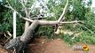 Após chuva com ventos, árvore antiga tomba e quase atinge bar em município do Vale do Piancó