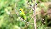 Blue-Cheeked Bee- eater flight call
