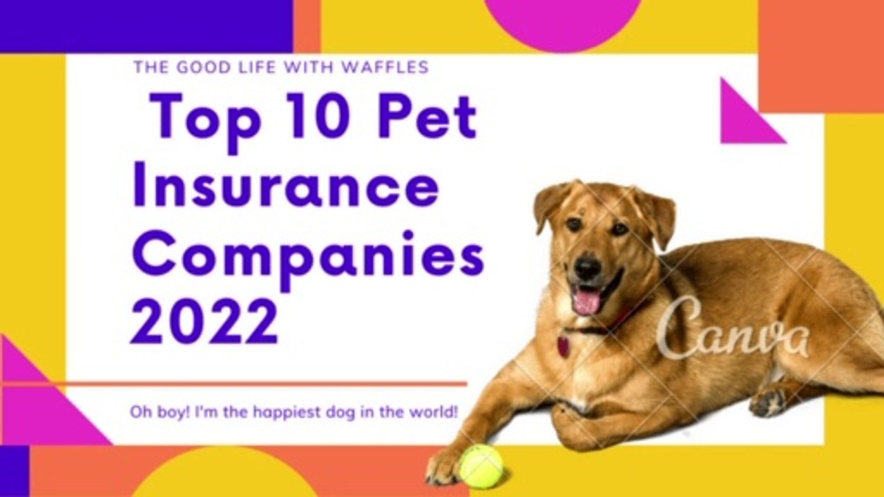 Top 10 Best Pet Insurance Companies Of March 2022