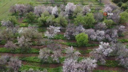 Erkenci bademler çıktı, ağaçlar çiçek açtı