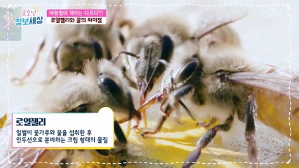 면역력을 올려주고 노화예방과 장수 비결인 로열젤리 TV CHOSUN 220318 방송