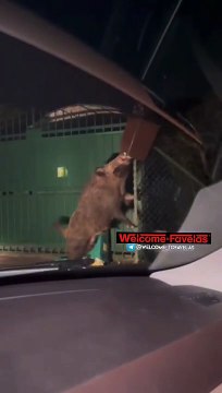 Roma, degrado Capitale: per le strade è ancora emergenza cinghiali