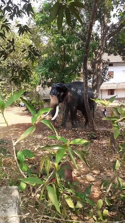 കേരള പൂരക്കാഴ്ചകൾ 2022