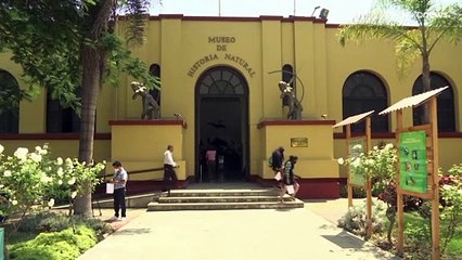 Perú presenta el fósil de un cetaceo de más de 36 millones de años