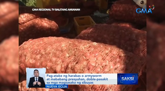 Pag-atake ng harabas o armyworm at mababang presyuhan, doble-pasakit sa mga magsasaka ng sibuyas | Saksi