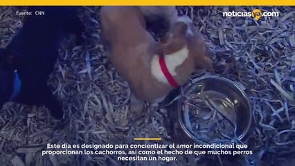 ¡Es el Día Nacional del Cachorro!