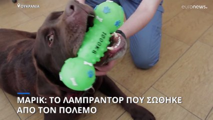 Μάρικ: Το λαμπραντόρ που σώθηκε από τον πόλεμο