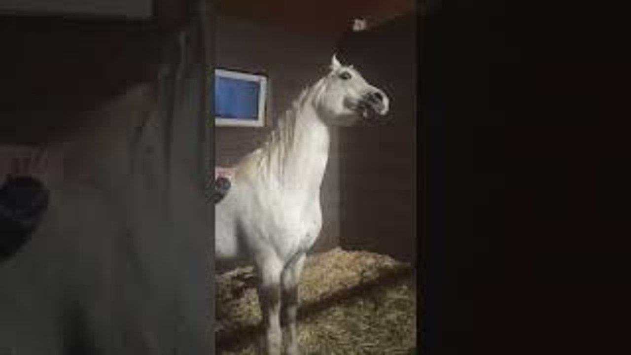 Horse Likes His Back Scratch