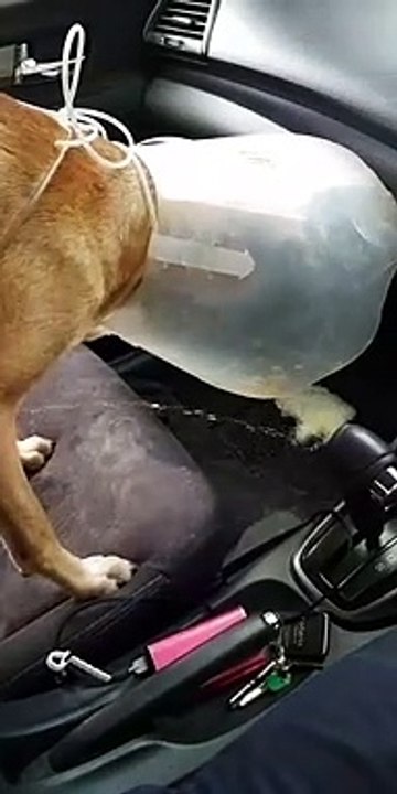 Un chien fait pipi et caca dans une voiture