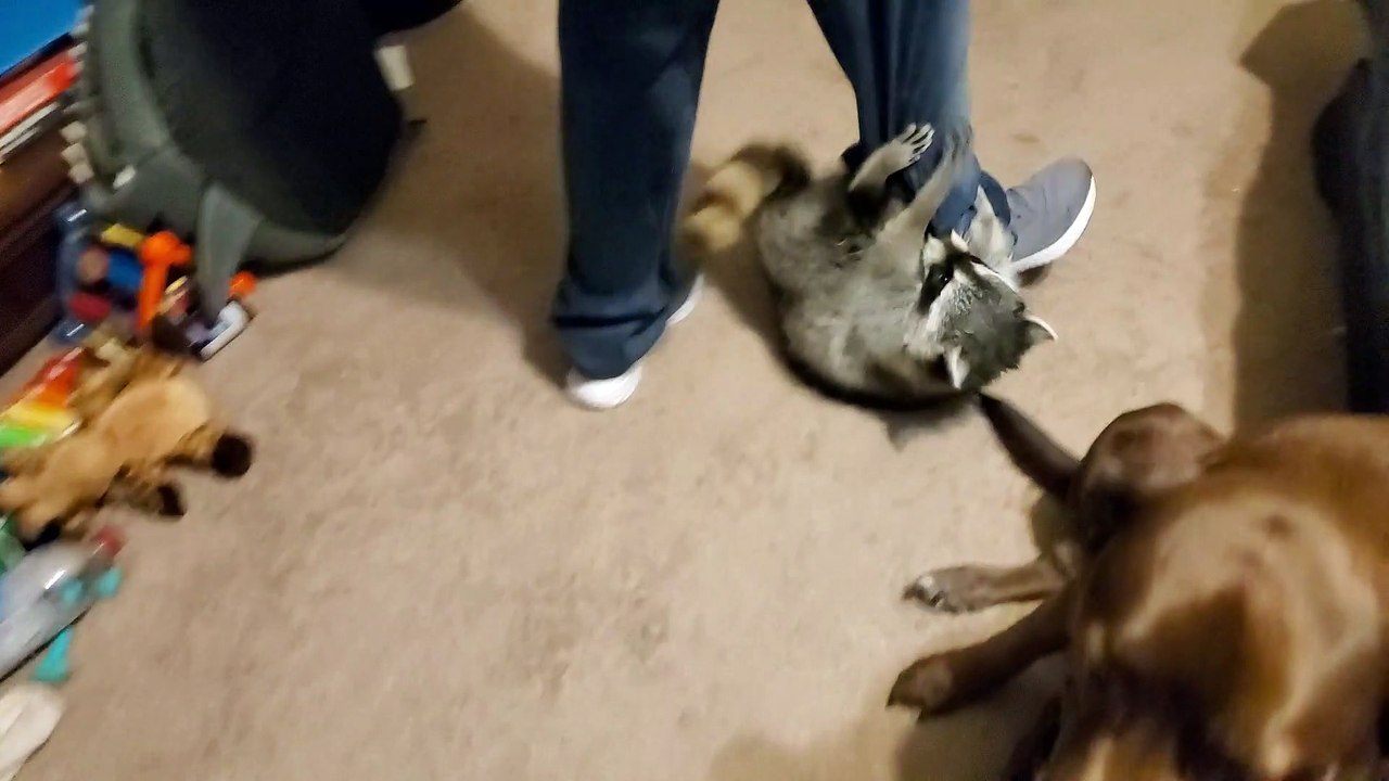 Racoon Acts Like Typical Toddler