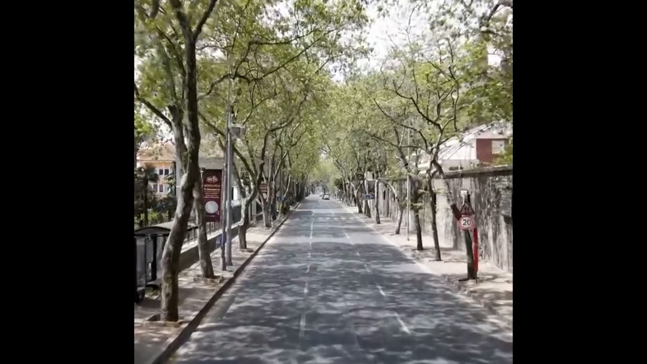 İBB: Çınar kanseri amansız bir hastalık, çaresi yok