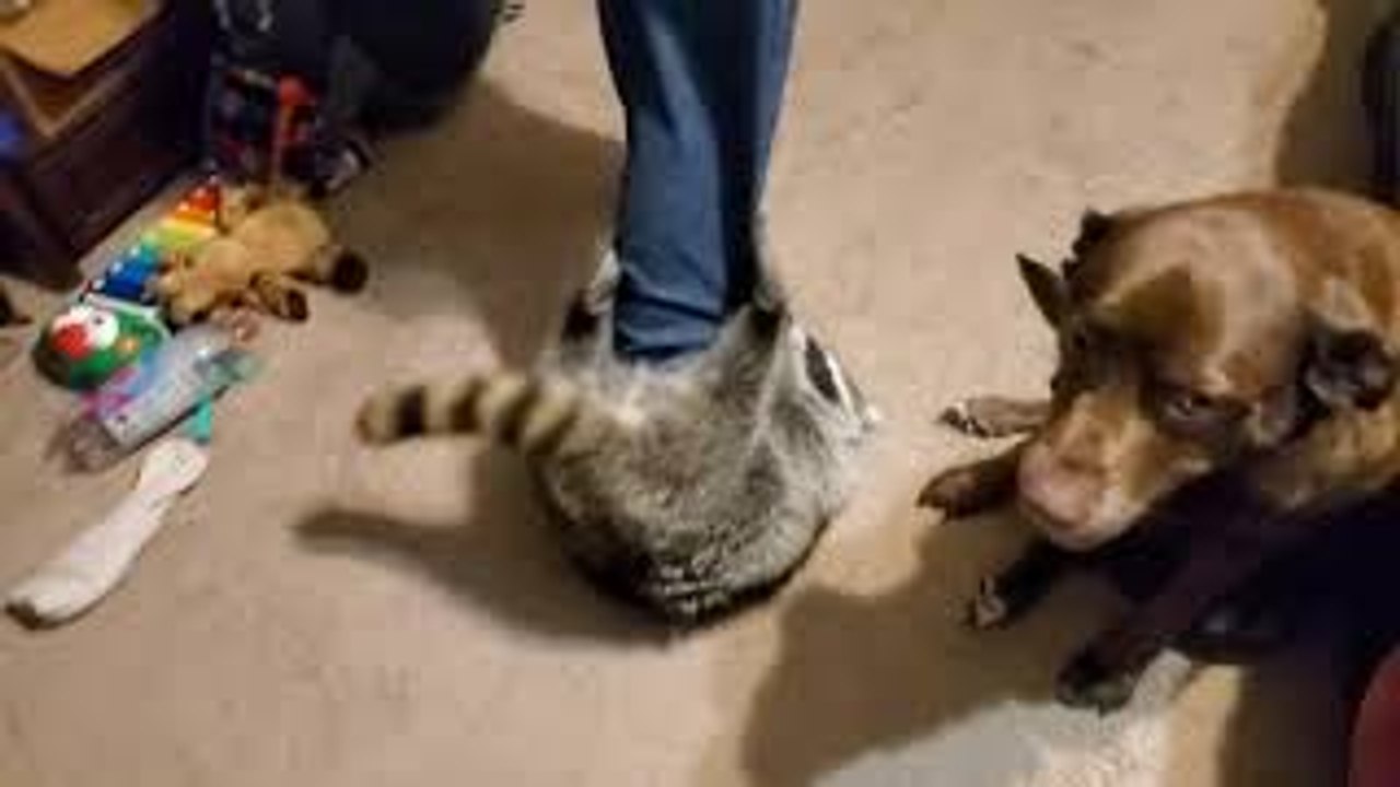 Racoon Acts Like Typical Toddler