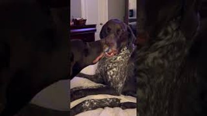 Dogs Fall Asleep Fighting Over Ball