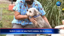 Un perro murió ahorcado tras haber sido encadenado por sus dueños