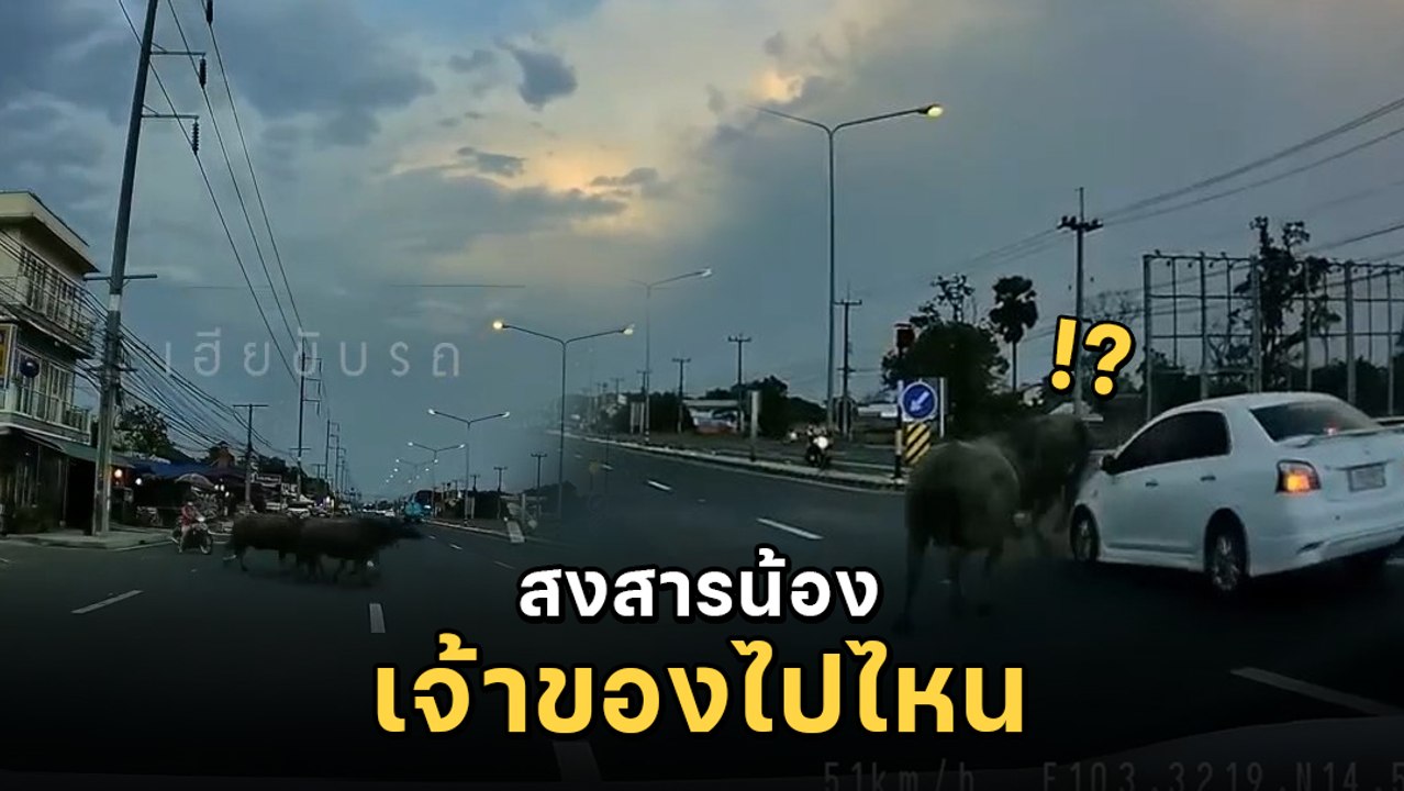 เปิดคลิปกล้องหน้ารถ ควาย 2 ตัว เดินข้ามถนนไม่มี...