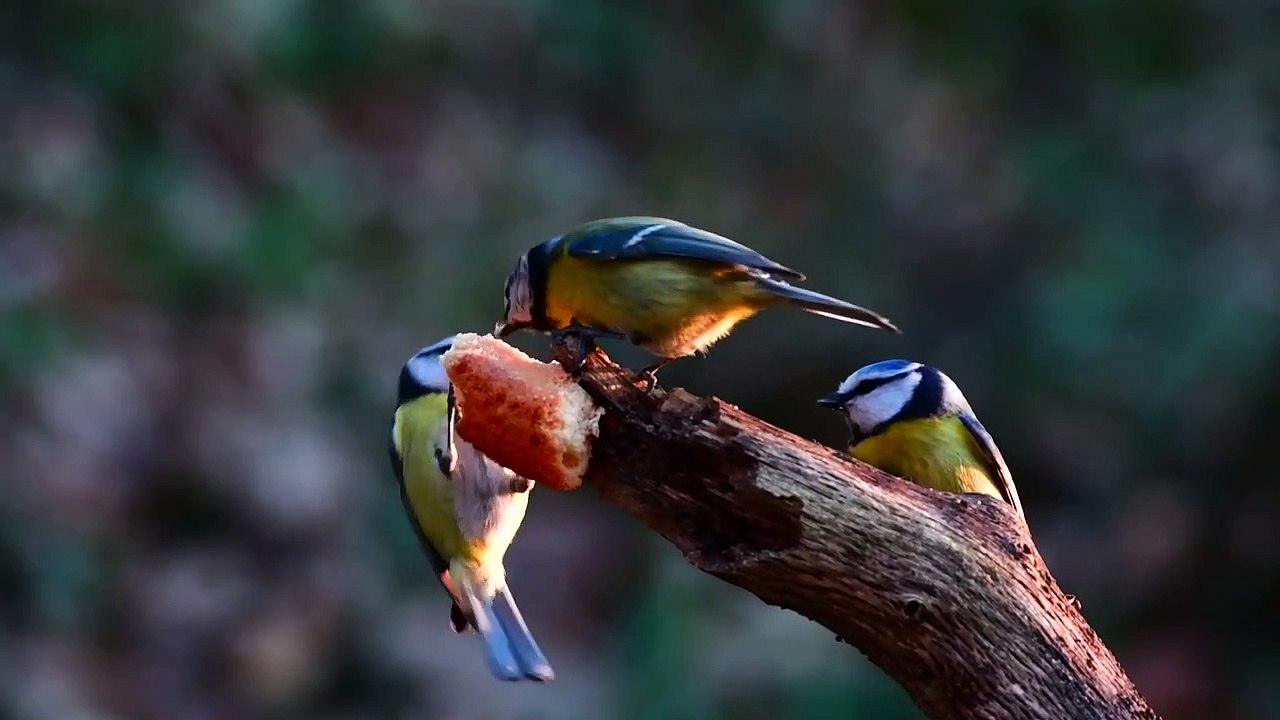 Beautiful canaries