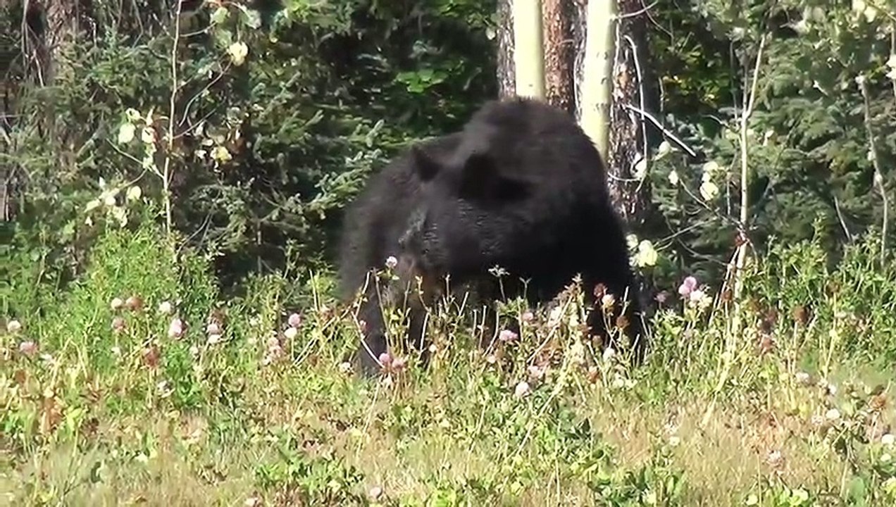 Black bear with puppy