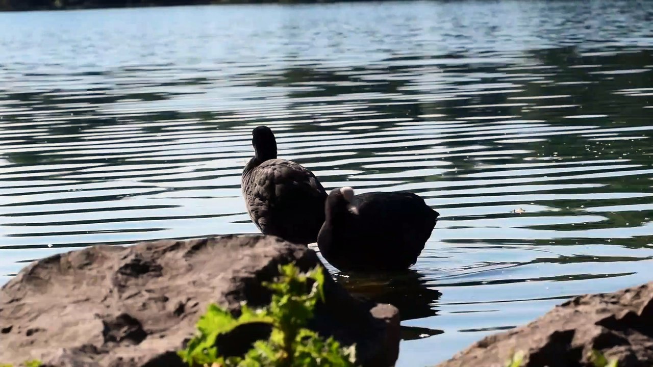 Black duck with its chicks