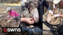 40kg fleece has sheep close to death until he was saved and shaved by rescue team