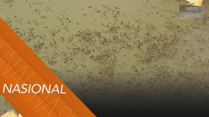 Denggi terus menular, rakyat perlu waspada