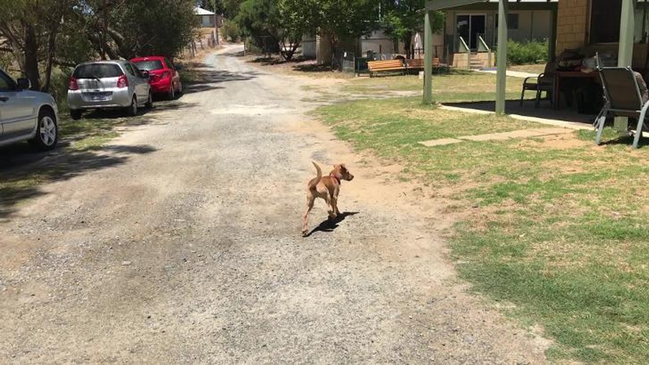 Puppy at K9 2