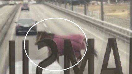 구리 인근 강변북로 위 말 질주 소동..."승마장 탈출" / YTN