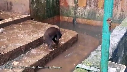 Public (bad) Buzz : Maltraitance animale, la vidéo qui révolte les internautes